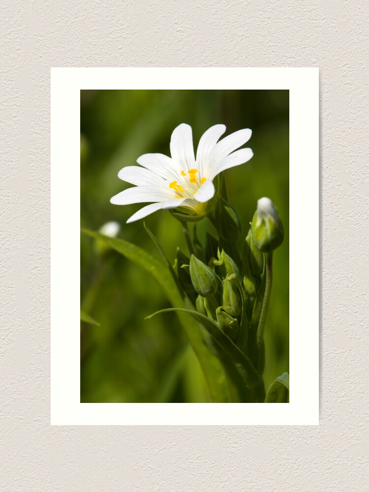 Alternate view of Greater Stitchwort (Stellaria palustris) Art Print