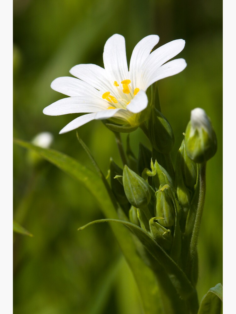 Greater Stitchwort (Stellaria palustris) by SteveChilton