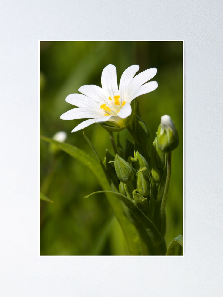 Alternate view of Greater Stitchwort (Stellaria palustris) Poster