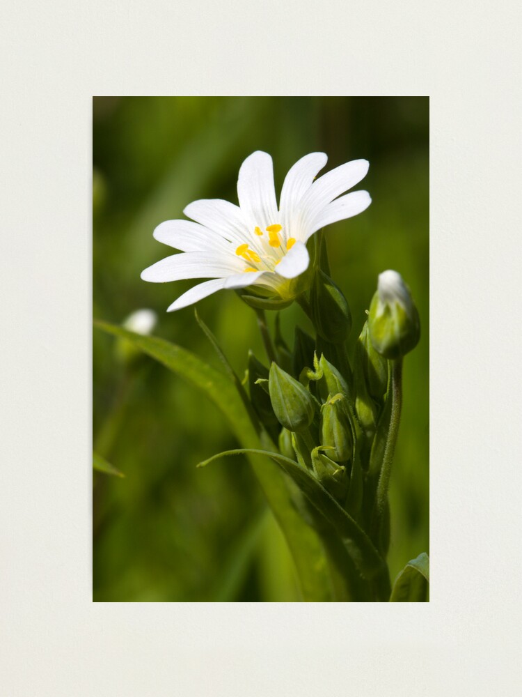 Alternate view of Greater Stitchwort (Stellaria palustris) Photographic Print