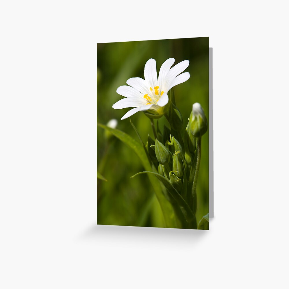 Greater Stitchwort (Stellaria palustris) Greeting Card
