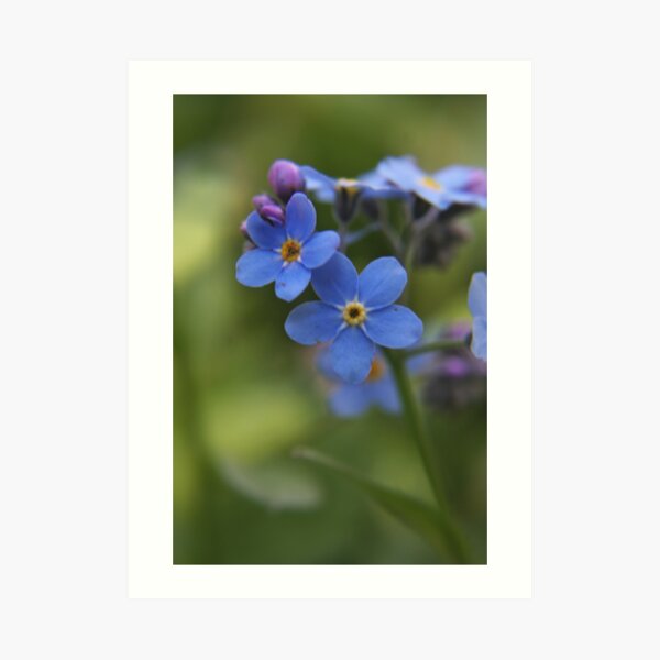 Blue wild flowers Art Print