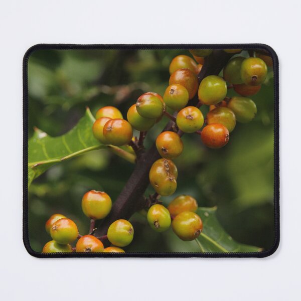 Item preview, Holly Berries Nature In Glenveagh Donegal designed and sold by eddiebarronshop.