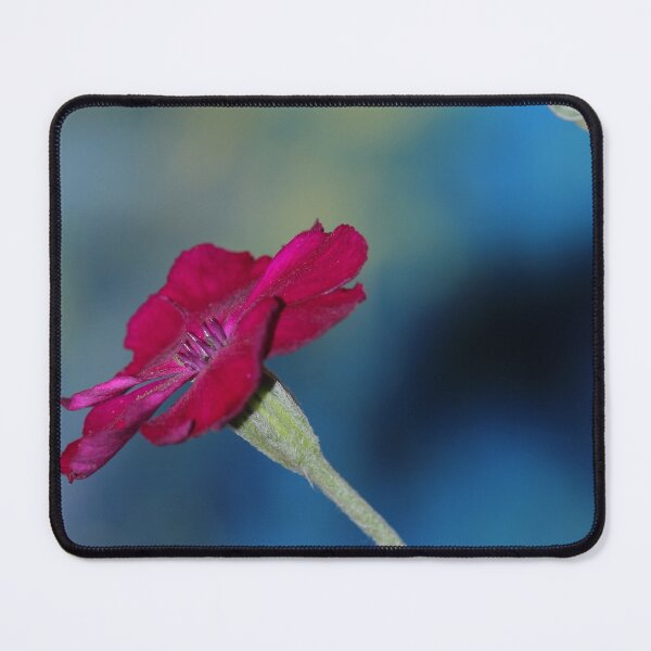 Item preview, Lychnis Coronaria Flower Nature in Letterkenny designed and sold by eddiebarronshop.