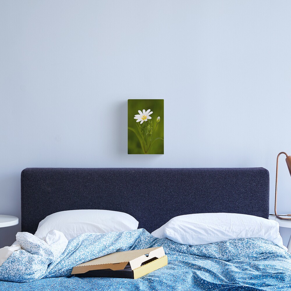 Greater Stitchwort (Stellaria palustris) Canvas Print