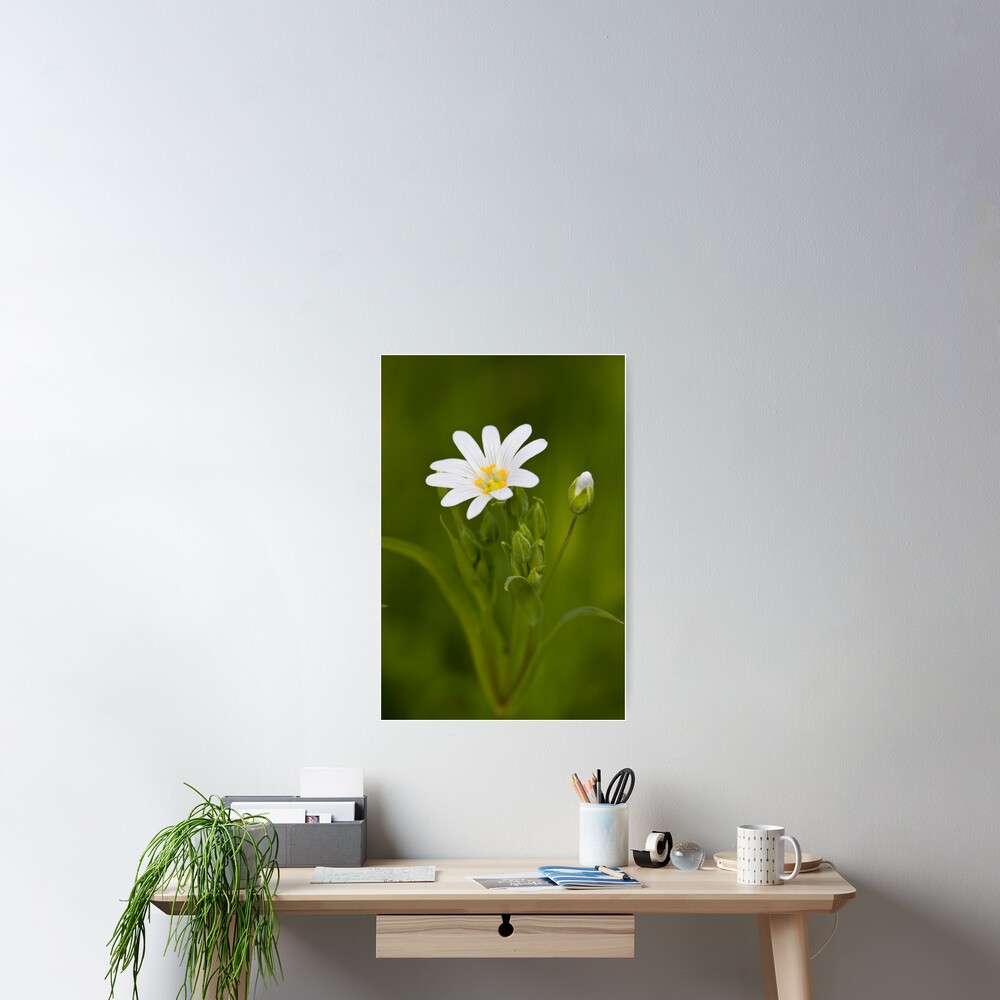 Greater Stitchwort (Stellaria palustris) Poster