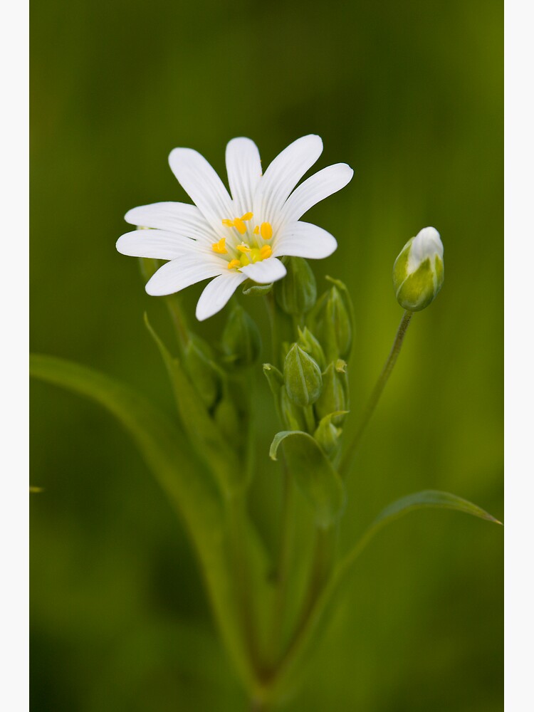 Greater Stitchwort (Stellaria palustris) by SteveChilton