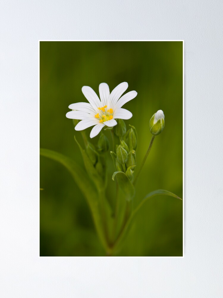 Alternate view of Greater Stitchwort (Stellaria palustris) Poster
