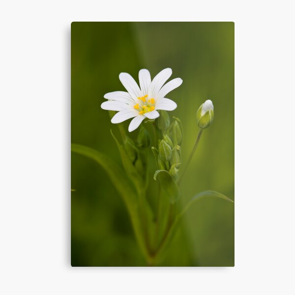 Greater Stitchwort (Stellaria palustris) Metal Print