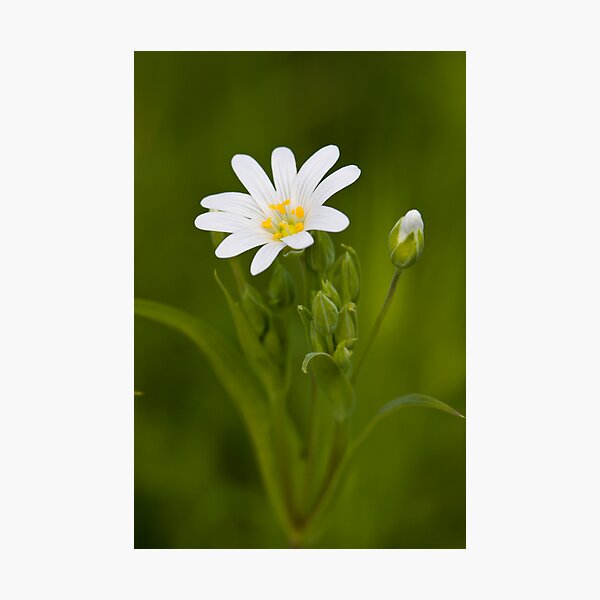 Greater Stitchwort (Stellaria palustris) Photographic Print