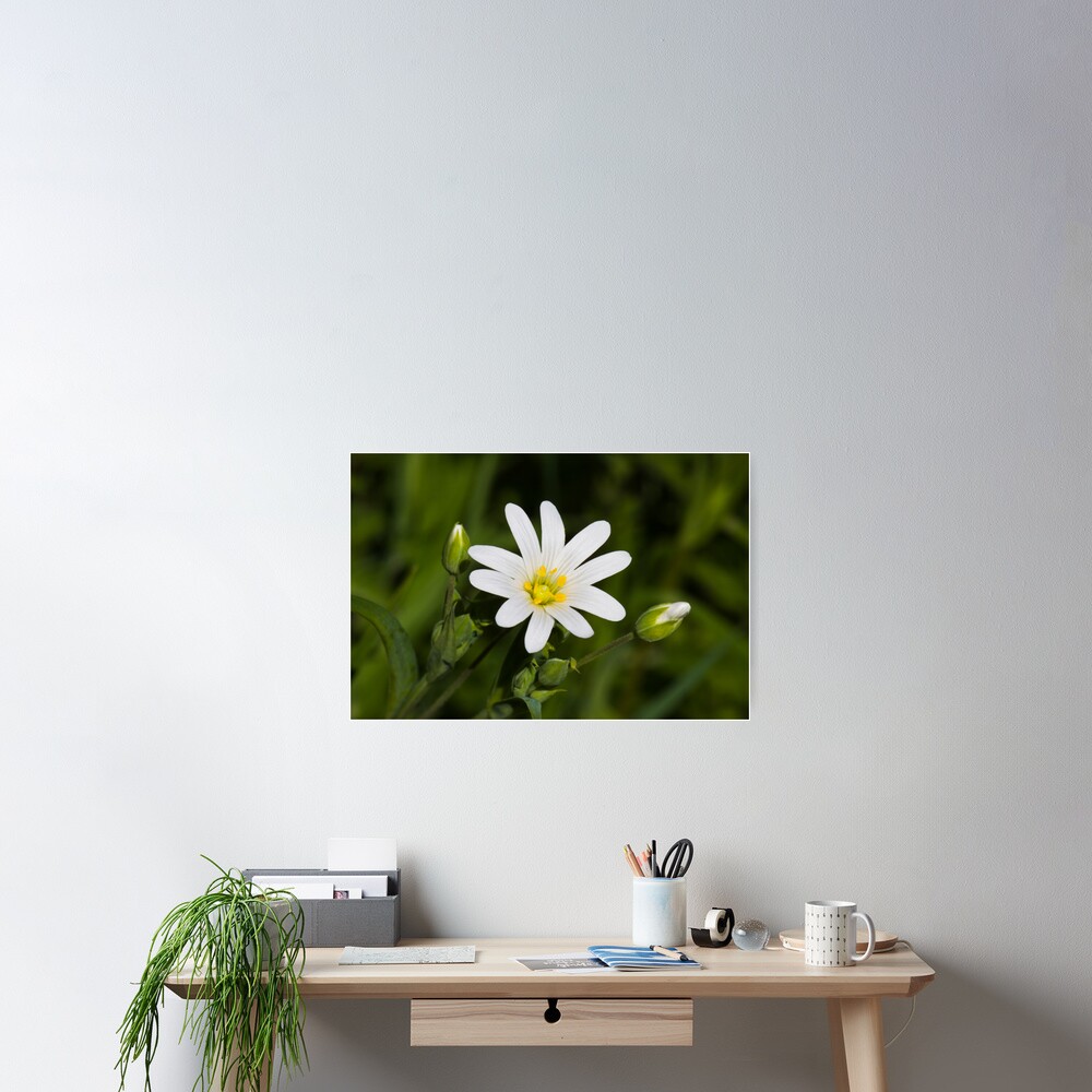 Greater Stitchwort (Stellaria palustris) Poster