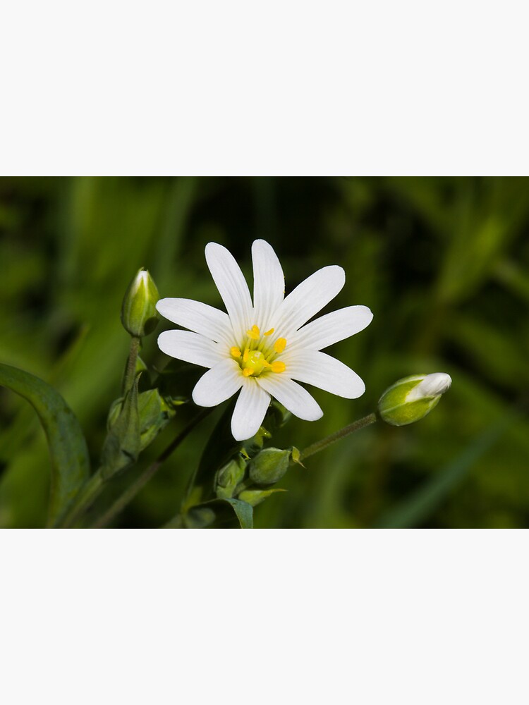 Greater Stitchwort (Stellaria palustris) by SteveChilton
