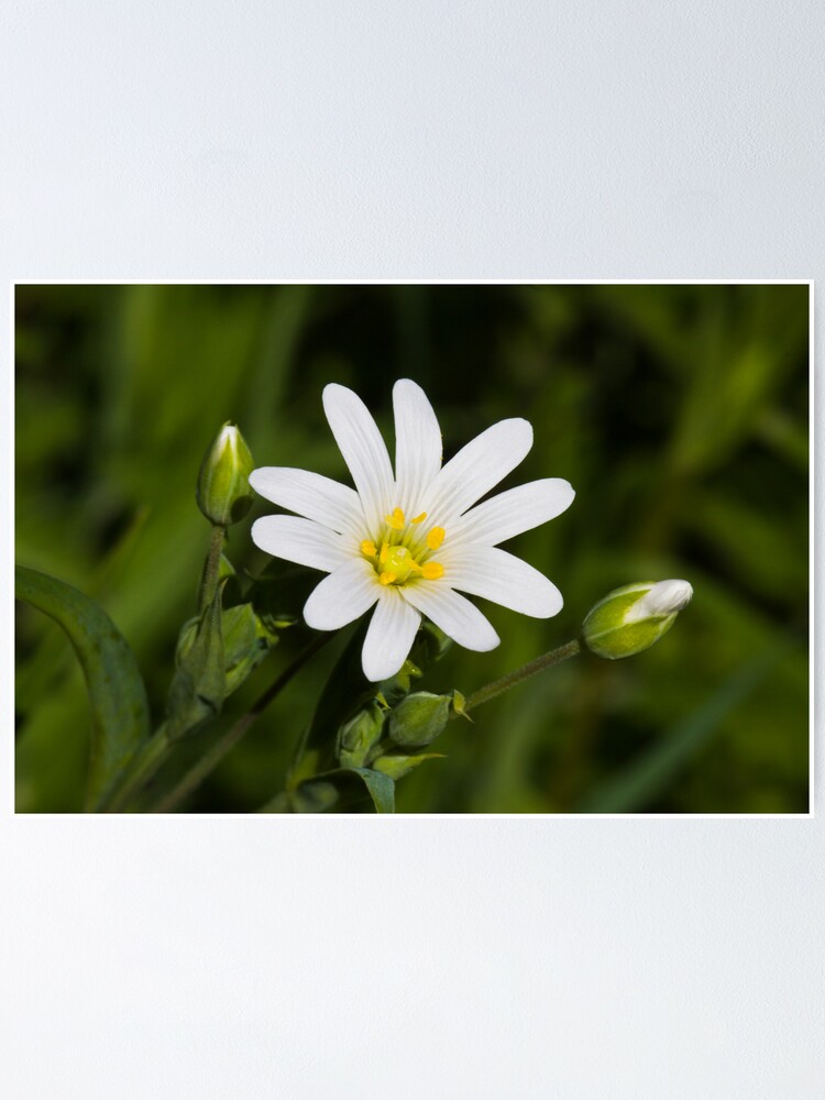 Alternate view of Greater Stitchwort (Stellaria palustris) Poster