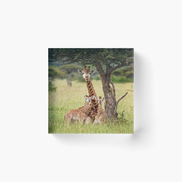 Item preview, Die Giraffenfamilie designed and sold by Collection de trésors .