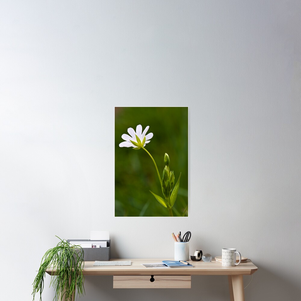 Greater Stitchwort (Stellaria palustris) Poster