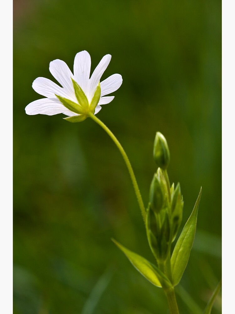 Greater Stitchwort (Stellaria palustris) by SteveChilton