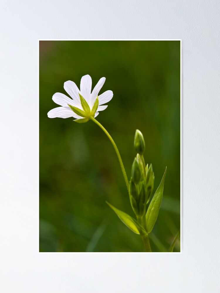Alternate view of Greater Stitchwort (Stellaria palustris) Poster
