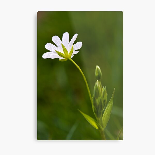 Greater Stitchwort (Stellaria palustris) Metal Print