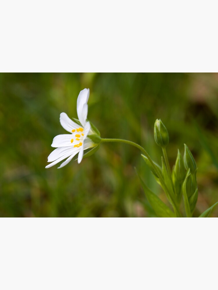 Greater Stitchwort (Stellaria palustris) by SteveChilton