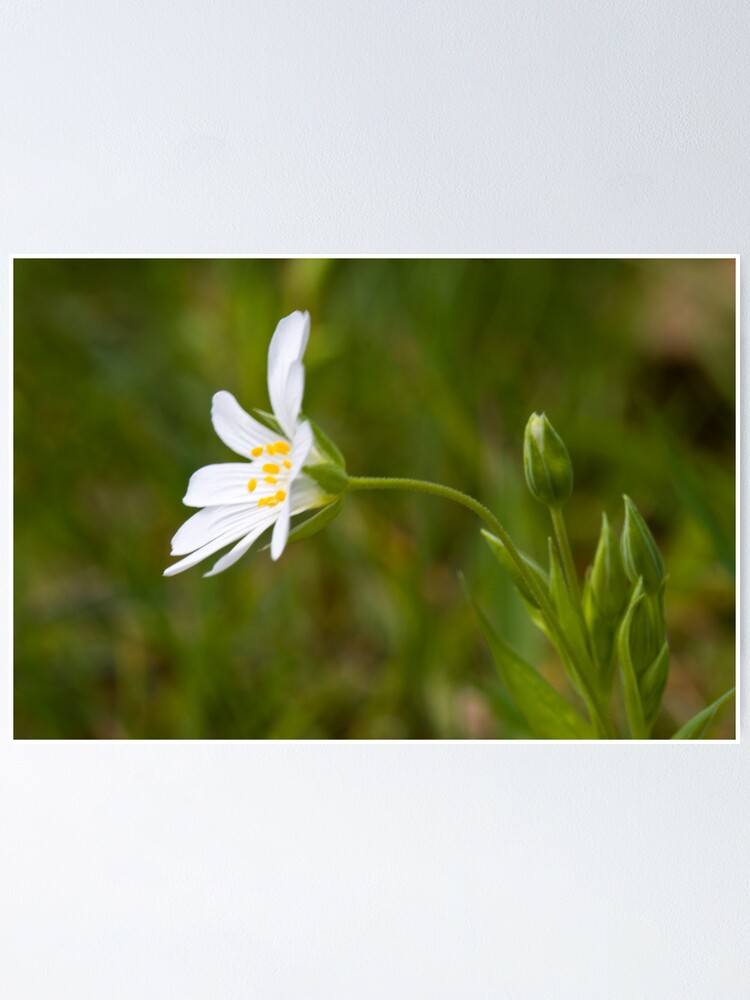 Alternate view of Greater Stitchwort (Stellaria palustris) Poster