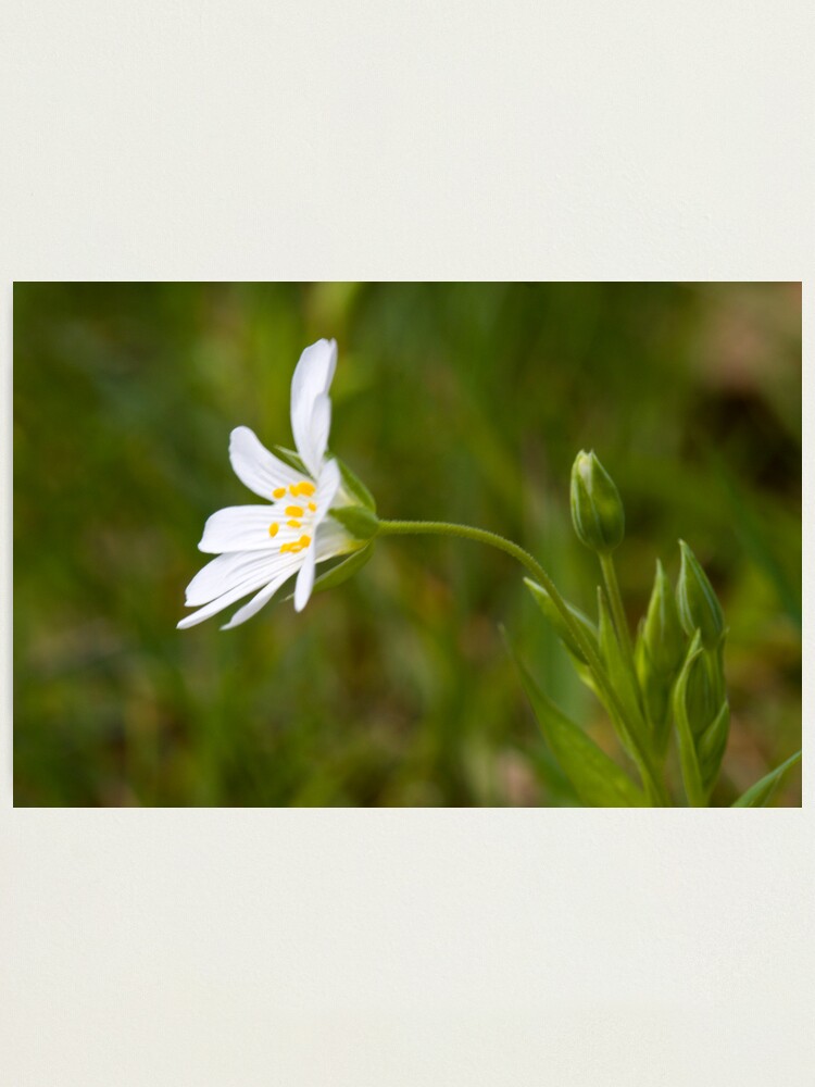 Alternate view of Greater Stitchwort (Stellaria palustris) Photographic Print