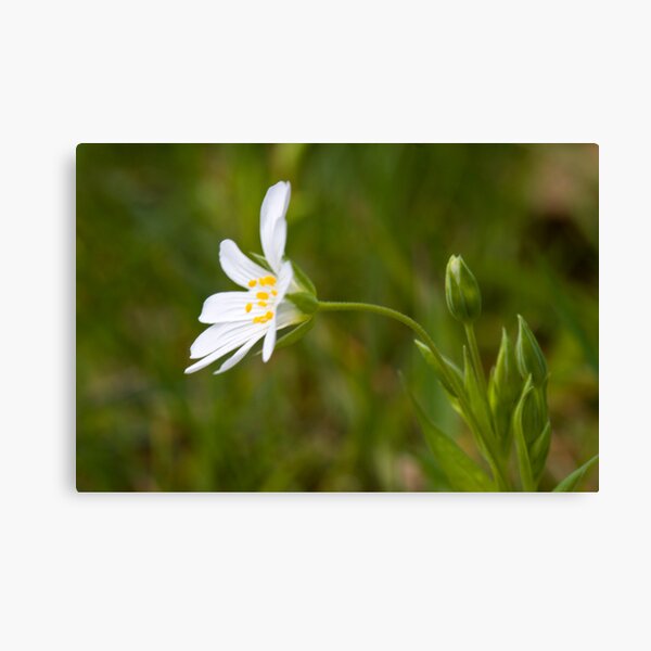 Greater Stitchwort (Stellaria palustris) Canvas Print