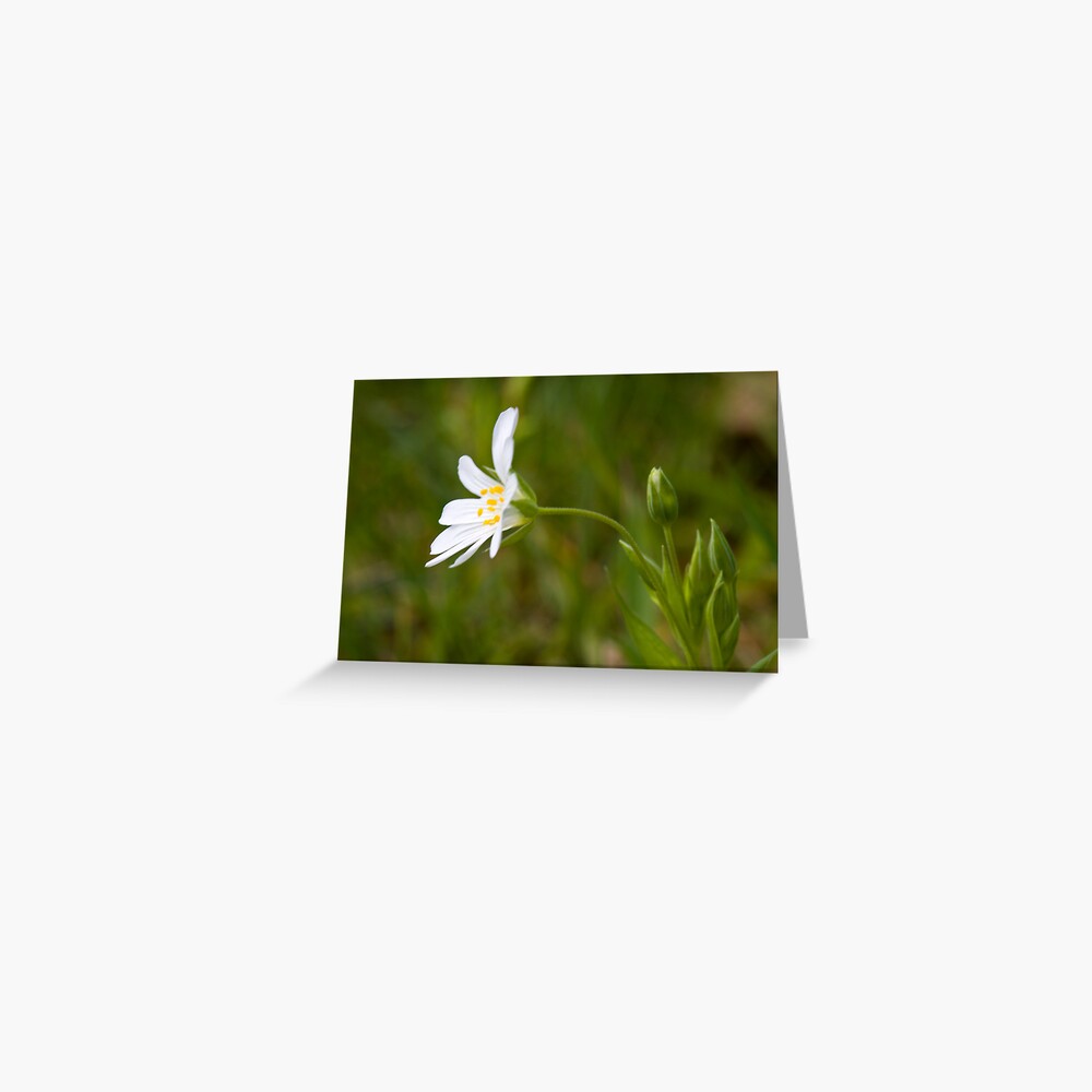 Greater Stitchwort (Stellaria palustris) Greeting Card