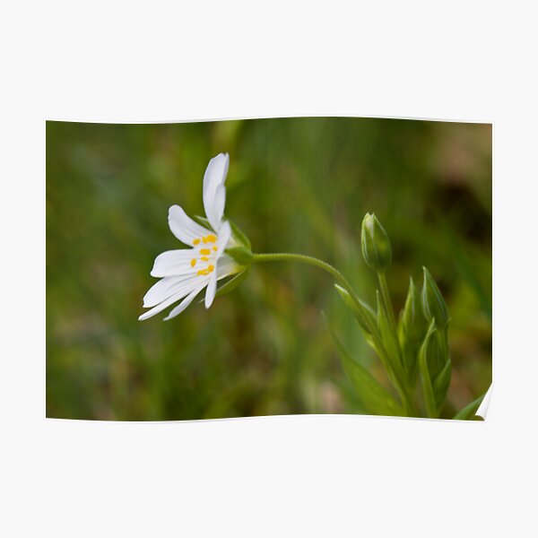 Greater Stitchwort (Stellaria palustris) Poster