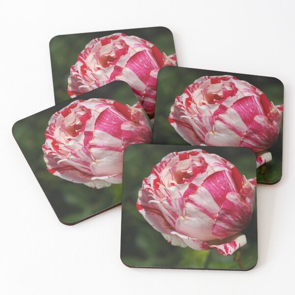 Item preview, Variegated Rose Garden designed and sold by Joy Watson - Natural Light Photography .