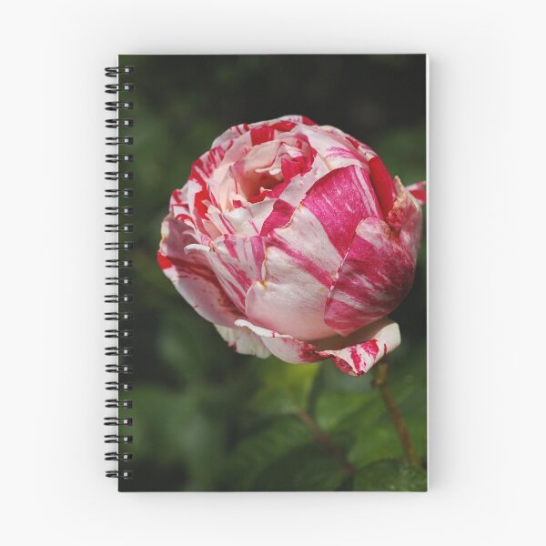 Item preview, Variegated Rose Garden designed and sold by Joy Watson - Natural Light Photography .