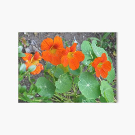 Orange Nasturtiums Photo Plants Pretty Garden Art Board Print
