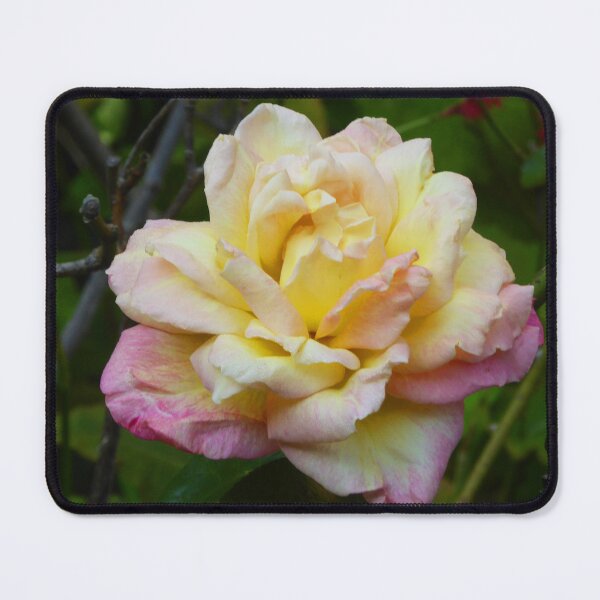 Item preview, Late summer rose designed and sold by jchanders.