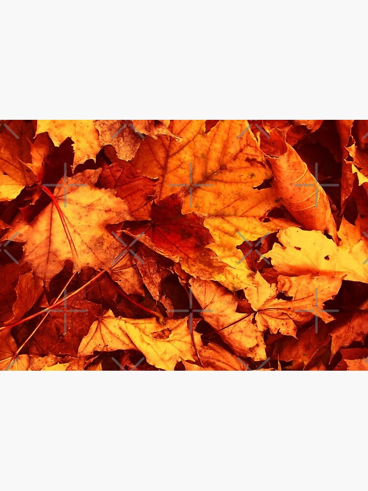 autumn leaves by johnnyssandart