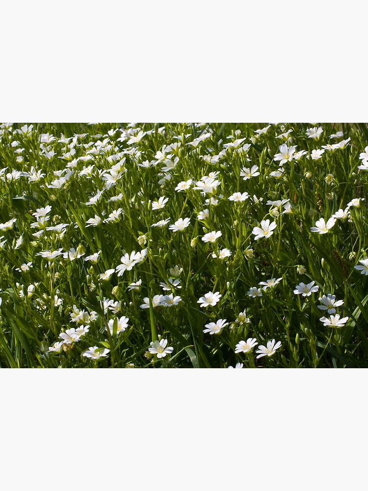 Greater Stitchwort (Stellaria palustris) by SteveChilton