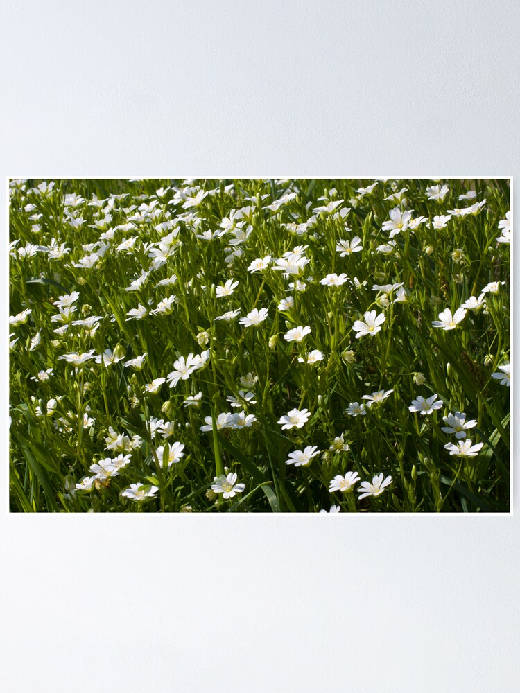 Alternate view of Greater Stitchwort (Stellaria palustris) Poster