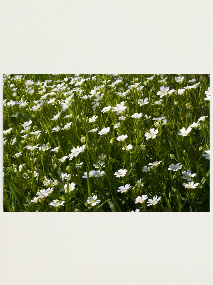 Alternate view of Greater Stitchwort (Stellaria palustris) Photographic Print