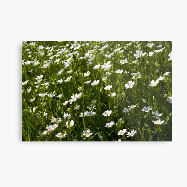 Greater Stitchwort (Stellaria palustris) Metal Print
