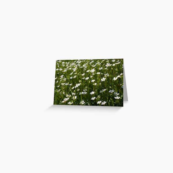 Greater Stitchwort (Stellaria palustris) Greeting Card