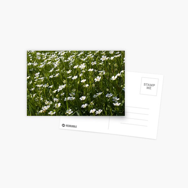 Greater Stitchwort (Stellaria palustris) Postcard