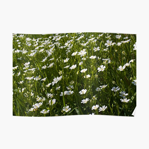Greater Stitchwort (Stellaria palustris) Poster