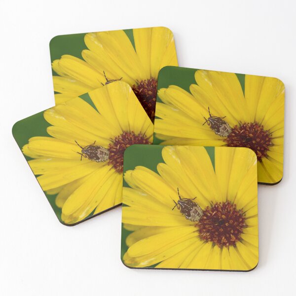 Item preview, Dark-shouldered shieldbug on common marigold designed and sold by Jouko Lehto Photography.