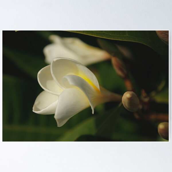 Item preview, Frangipani designed and sold by AlexMac.