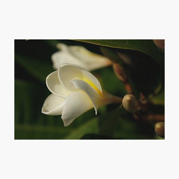 Artikelvorschau, Frangipani entworfen und verkauft von AlexMac.