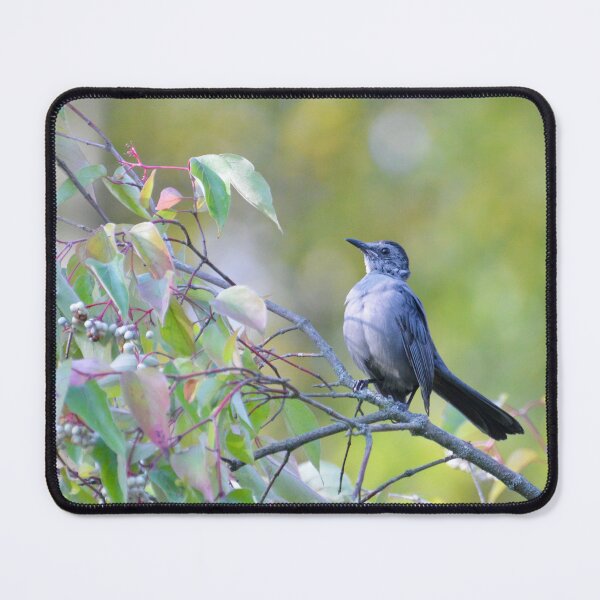 Item preview, Gray Catbird designed and sold by lisapicklepizza.