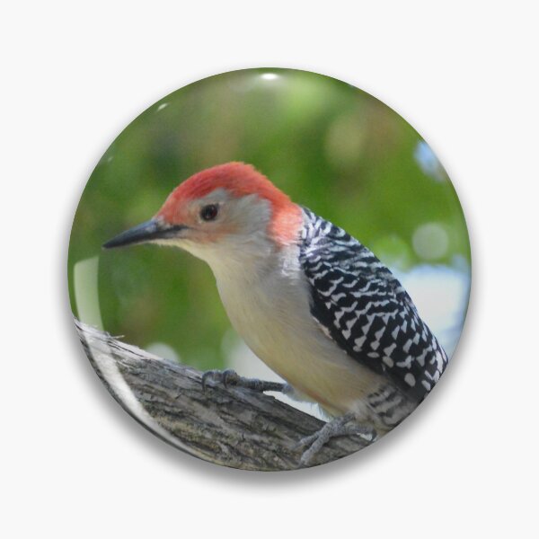 Item preview, Red Bellied Woodpecker designed and sold by lisapicklepizza.