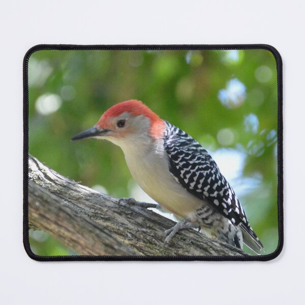 Item preview, Red Bellied Woodpecker designed and sold by lisapicklepizza.