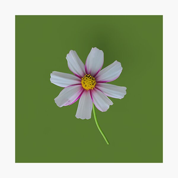 Item preview, Garden Cosmos designed and sold by farmbrough.