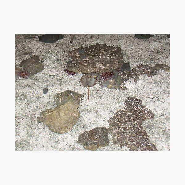 Item preview, Horseshoe Crab designed and sold by wayatsagi.