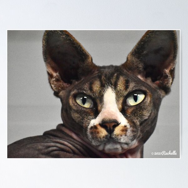 Item preview, Halloween Egyptian Hairless Cat with Green Eyes Fine Art designed and sold by Yogibear & Rachelle .