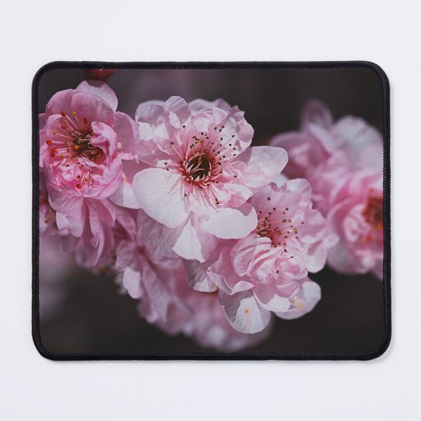 Item preview, Spring Prunus Blossoms designed and sold by Joy Watson - Natural Light Photography .